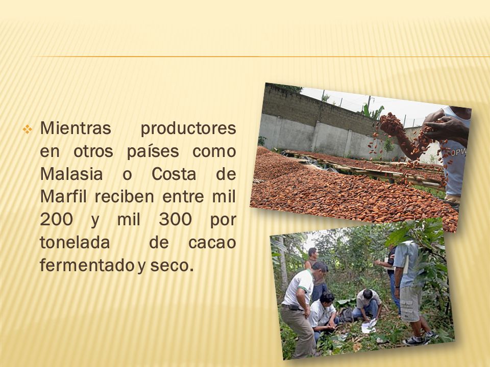 Mientras productores en otros países como Malasia o Costa de Marfil reciben entre mil 200 y mil 300 por tonelada de cacao fermentado y seco.