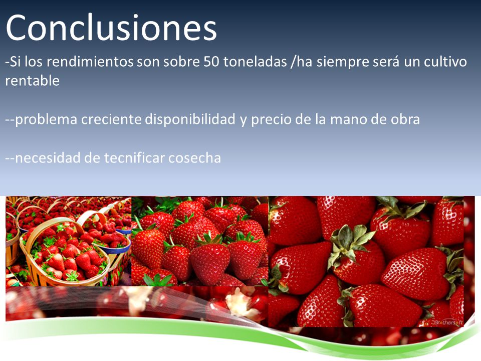 Conclusiones Si los rendimientos son sobre 50 toneladas /ha siempre será un cultivo rentable.