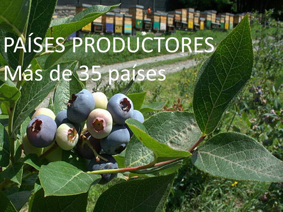 PAÍSES PRODUCTORES Más de 35 países
