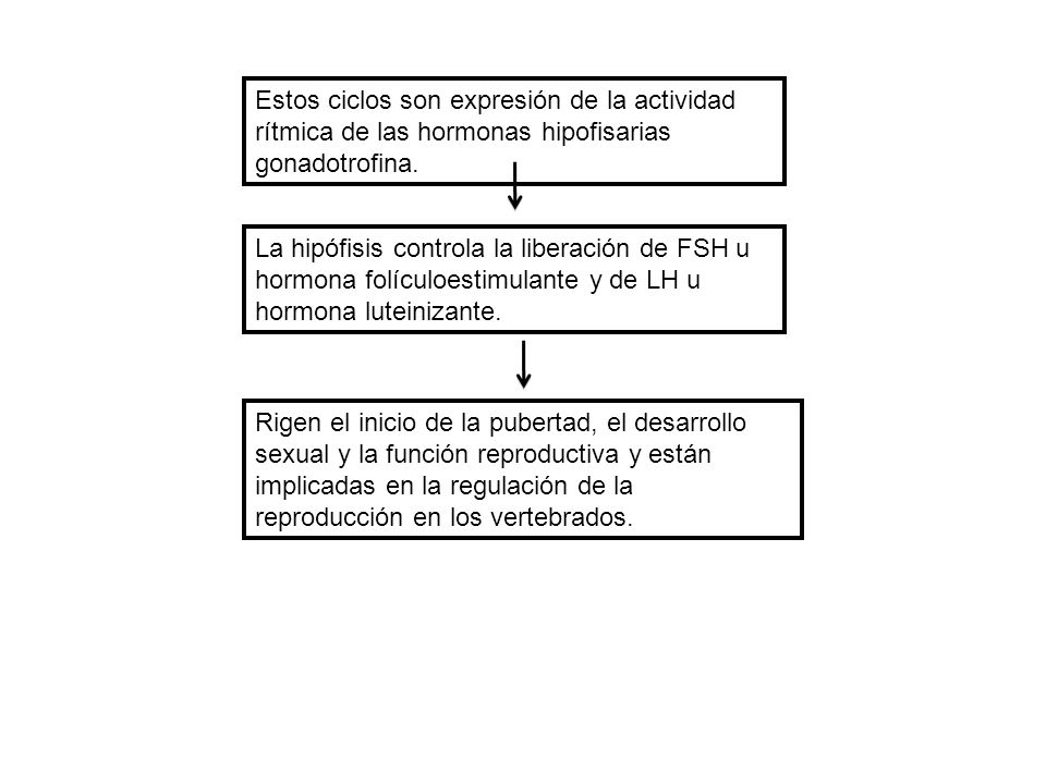 Estos ciclos son expresión de la actividad rítmica de las hormonas hipofisarias gonadotrofina.