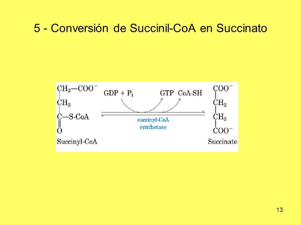 5 - Conversión de Succinil-CoA en Succinato
