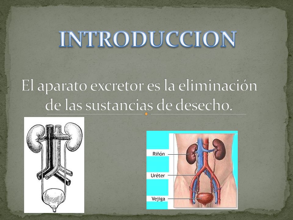 El aparato excretor es la eliminación de las sustancias de desecho.