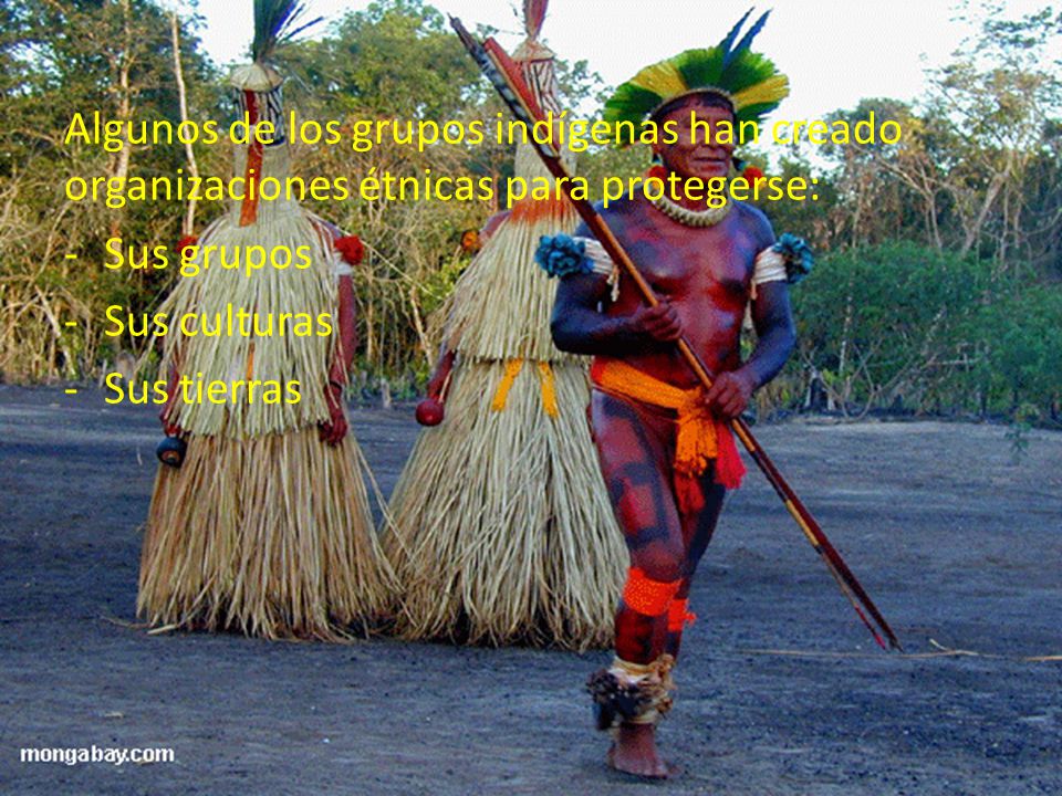 Algunos de los grupos indígenas han creado organizaciones étnicas para protegerse: