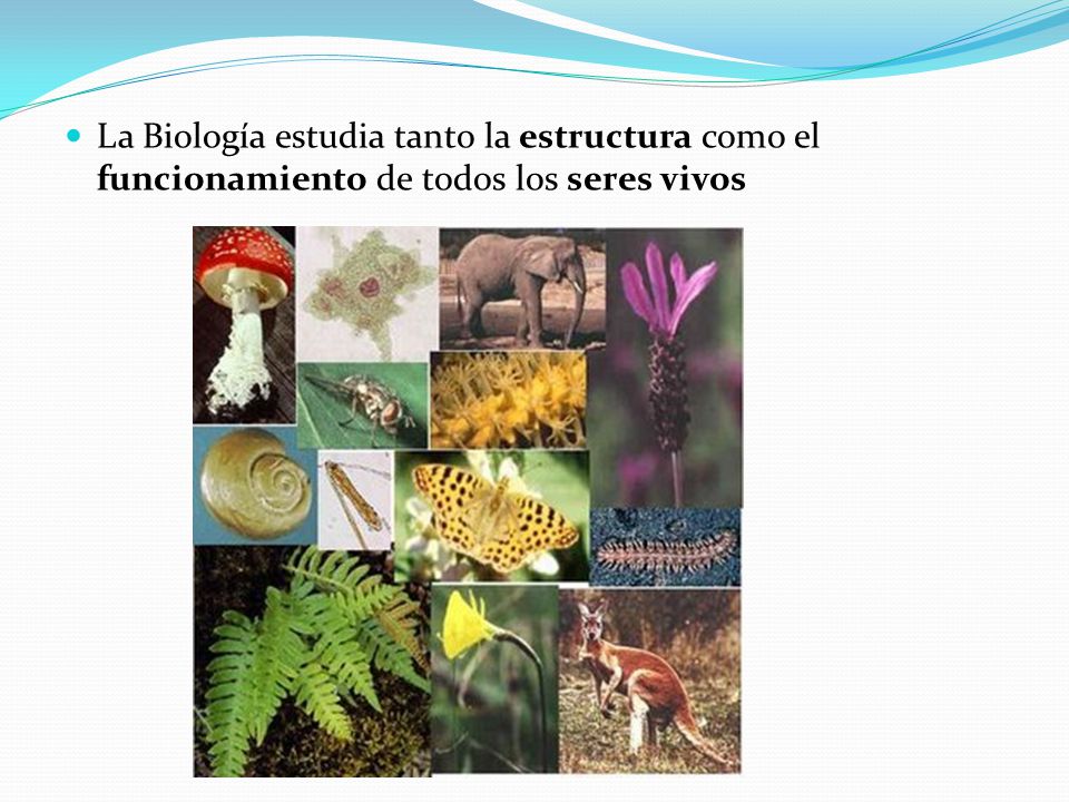 La Biología estudia tanto la estructura como el funcionamiento de todos los seres vivos