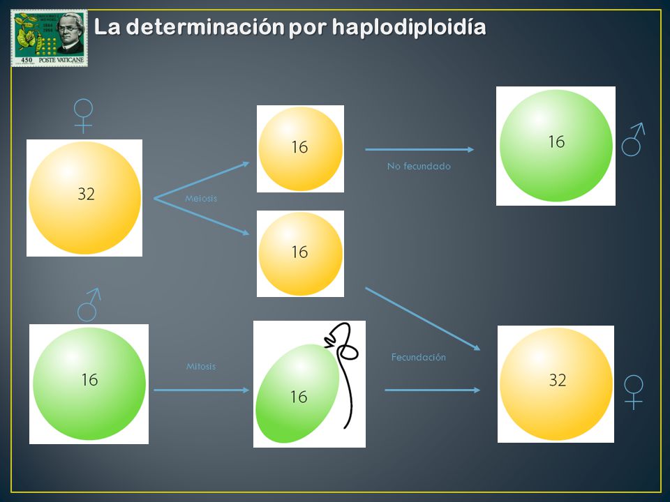 ♀ ♂ ♂ ♀ La determinación por haplodiploidía No fecundado Meiosis