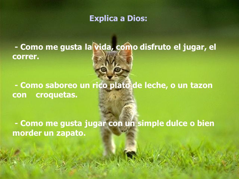 Explica a Dios: - Como me gusta la vida, como disfruto el jugar, el correr. - Como saboreo un rico plato de leche, o un tazon con croquetas.