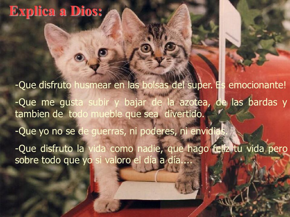 Explica a Dios: Que disfruto husmear en las bolsas del super. Es emocionante!