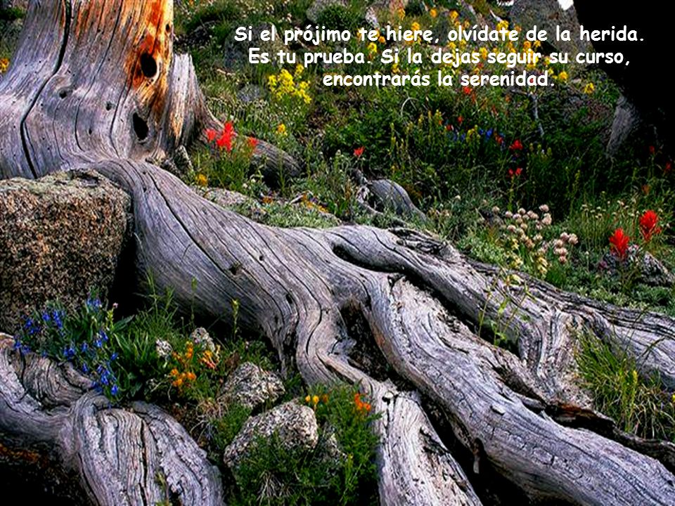 Si el prójimo te hiere, olvídate de la herida. Es tu prueba
