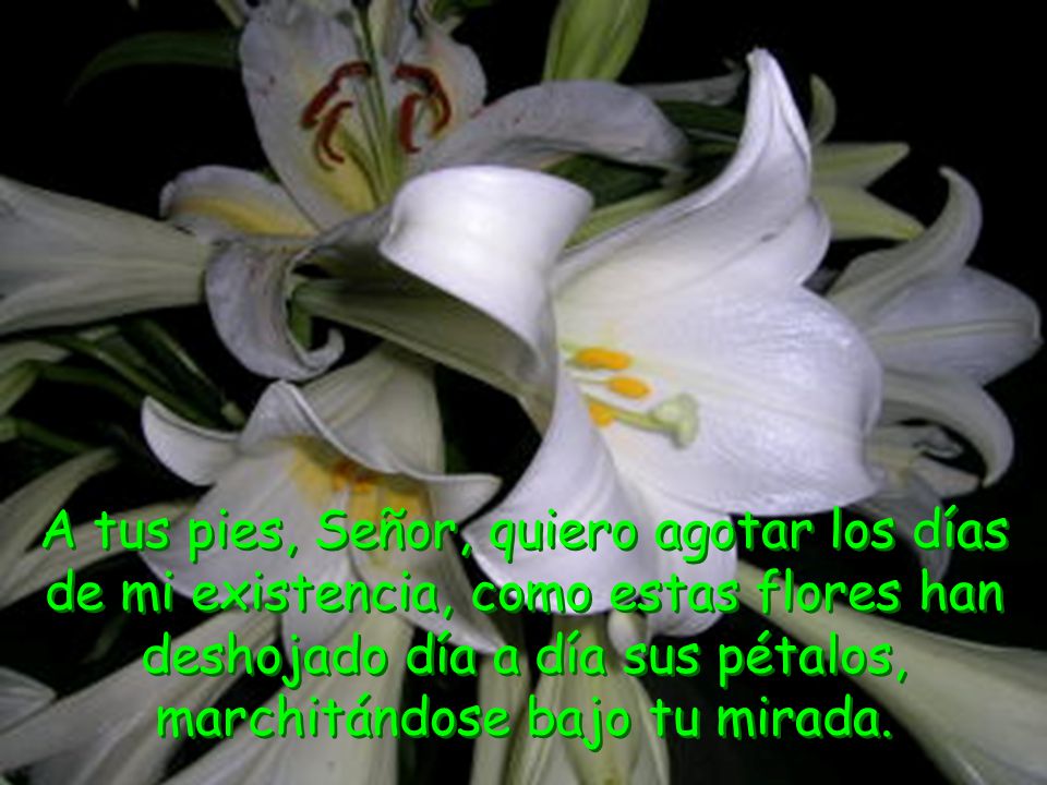 A tus pies, Señor, quiero agotar los días de mi existencia, como estas flores han deshojado día a día sus pétalos, marchitándose bajo tu mirada.