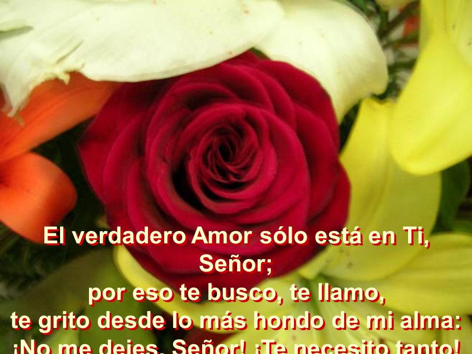 El verdadero Amor sólo está en Ti, Señor; por eso te busco, te llamo,