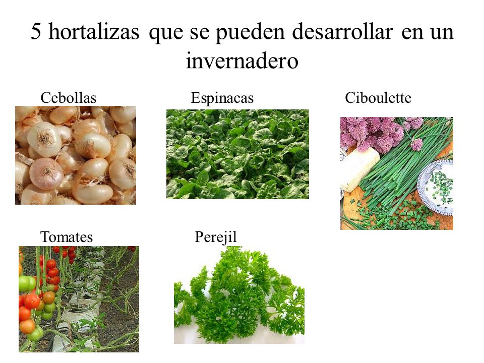 5 hortalizas que se pueden desarrollar en un invernadero