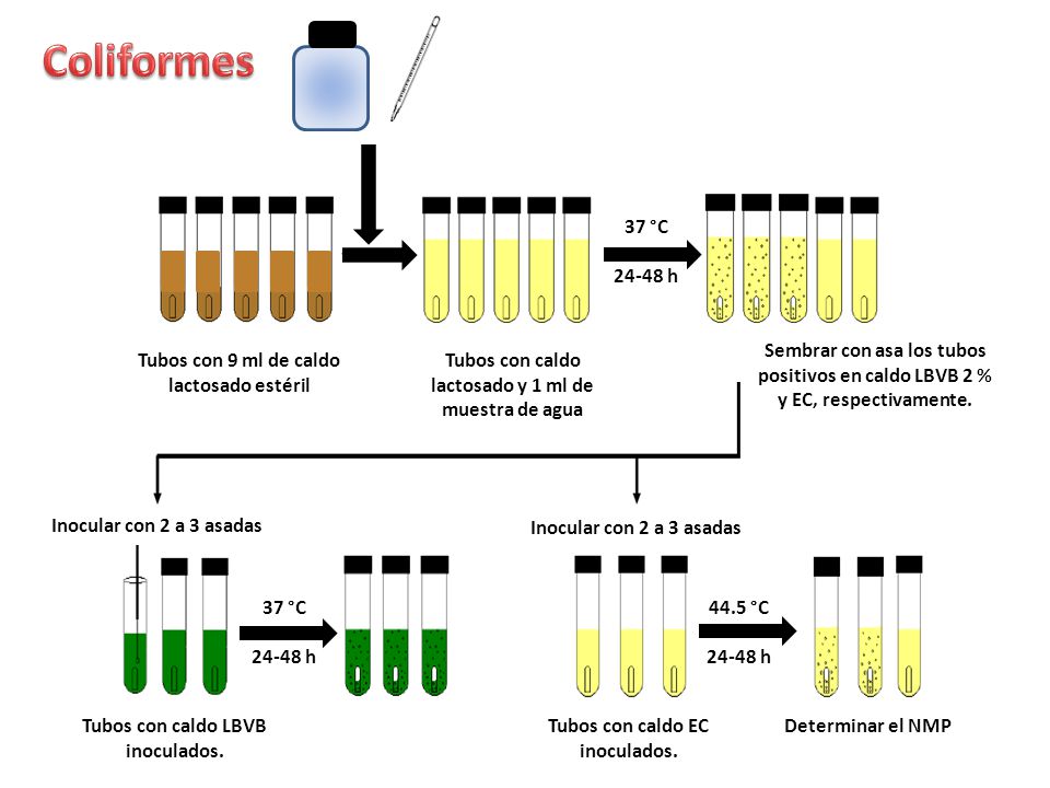 Coliformes 37 °C h. Sembrar con asa los tubos positivos en caldo LBVB 2 % y EC, respectivamente.