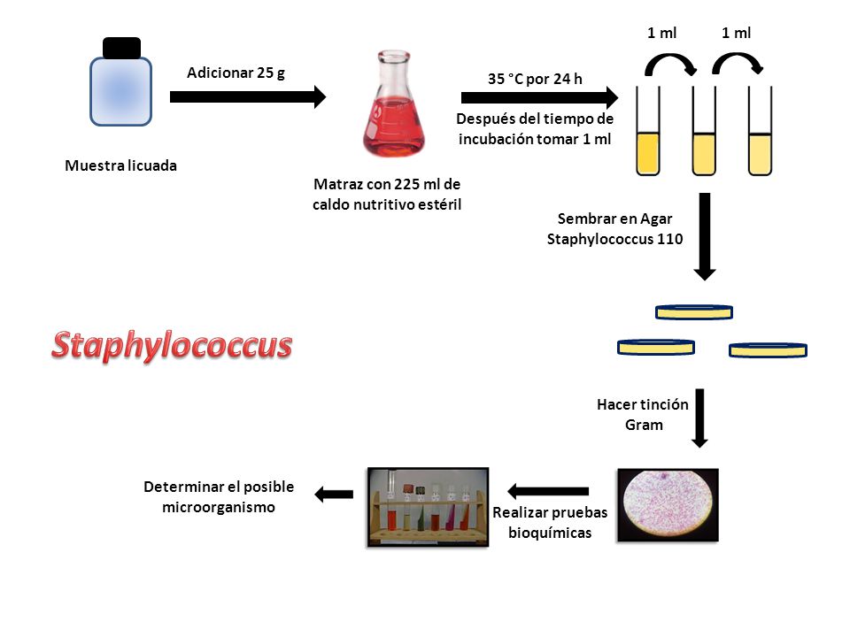 Staphylococcus 1 ml 1 ml Adicionar 25 g 35 °C por 24 h
