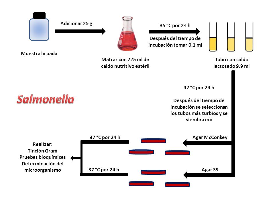 Salmonella Adicionar 25 g 35 °C por 24 h