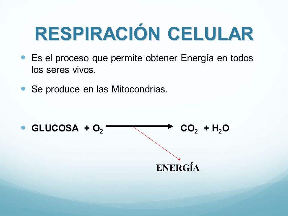 RESPIRACIÓN CELULAR Es el proceso que permite obtener Energía en todos los seres vivos. Se produce en las Mitocondrias.