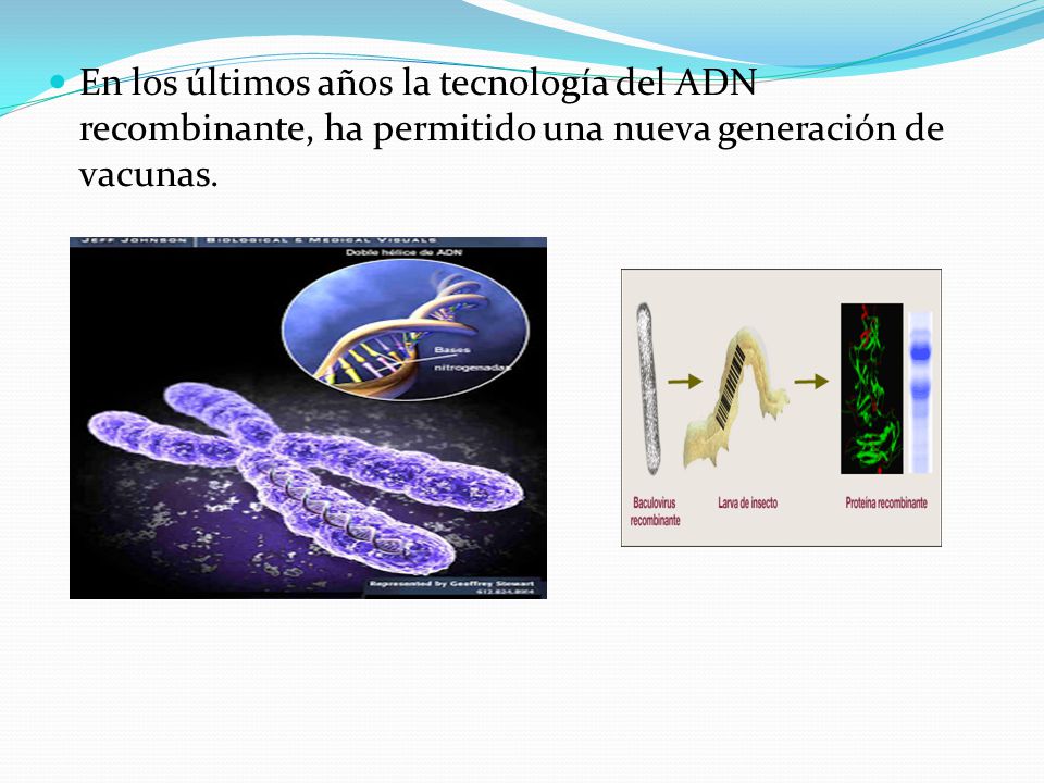 En los últimos años la tecnología del ADN recombinante, ha permitido una nueva generación de vacunas.