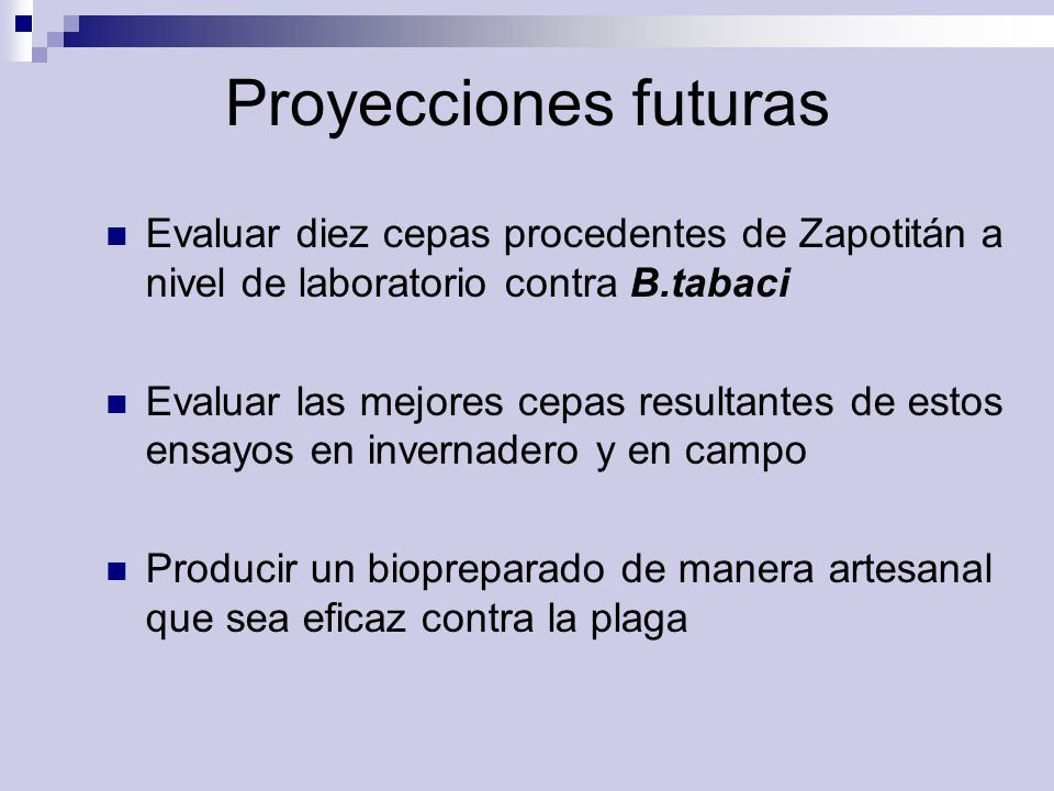 Proyecciones futuras Evaluar diez cepas procedentes de Zapotitán a nivel de laboratorio contra B.tabaci.