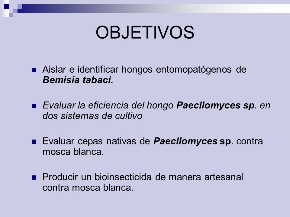 OBJETIVOS Aislar e identificar hongos entomopatógenos de Bemisia tabaci. Evaluar la eficiencia del hongo Paecilomyces sp. en dos sistemas de cultivo.