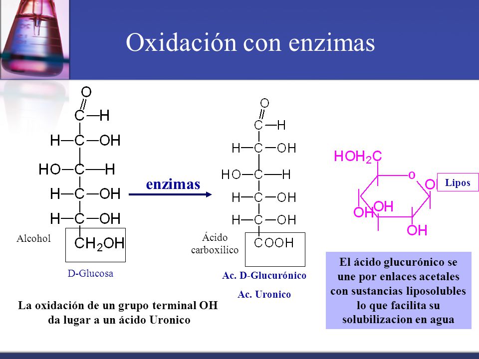 La oxidación de un grupo terminal OH da lugar a un ácido Uronico