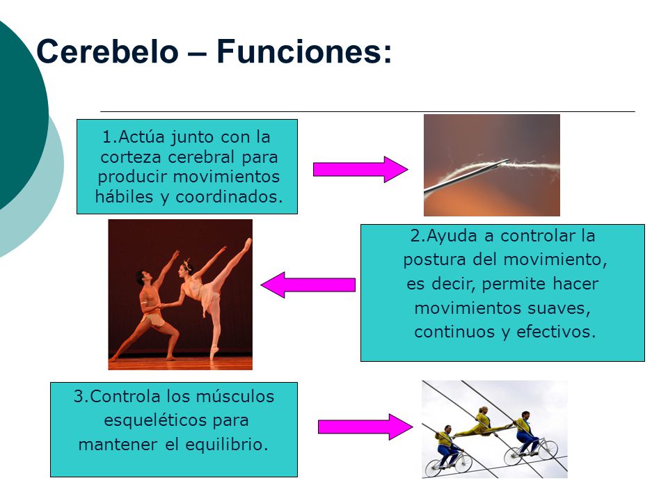 Cerebelo – Funciones: 1.Actúa junto con la corteza cerebral para