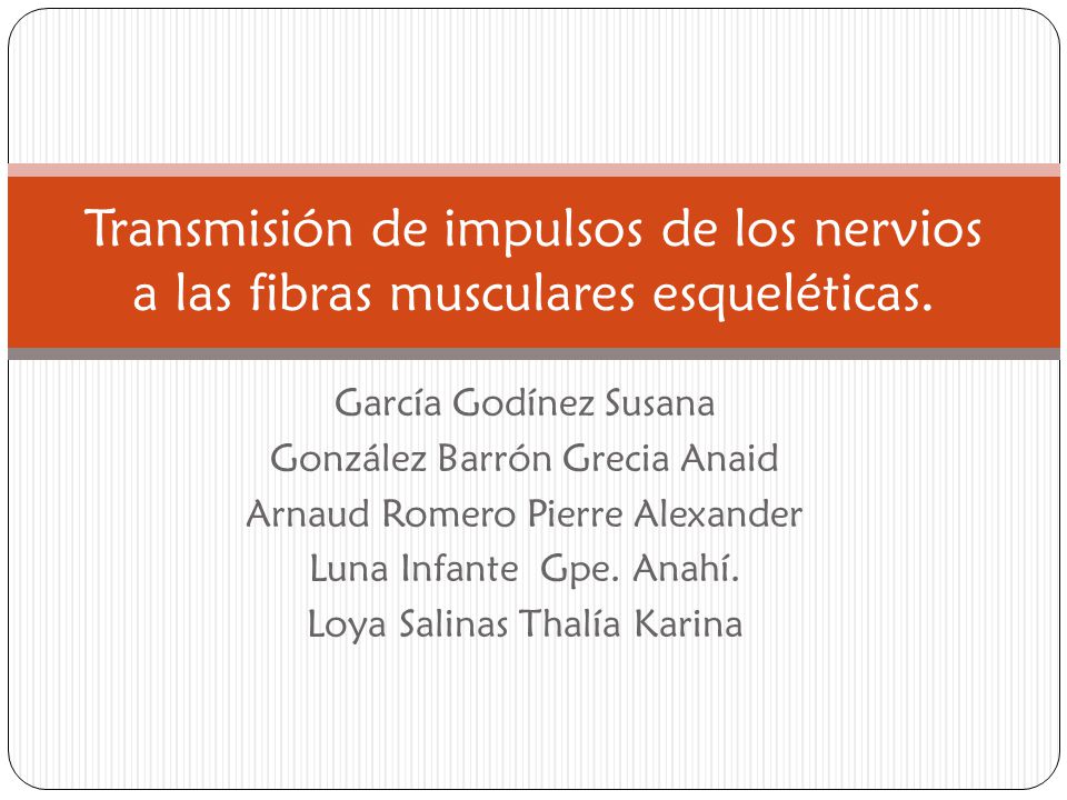 Transmisión de impulsos de los nervios a las fibras musculares esqueléticas.