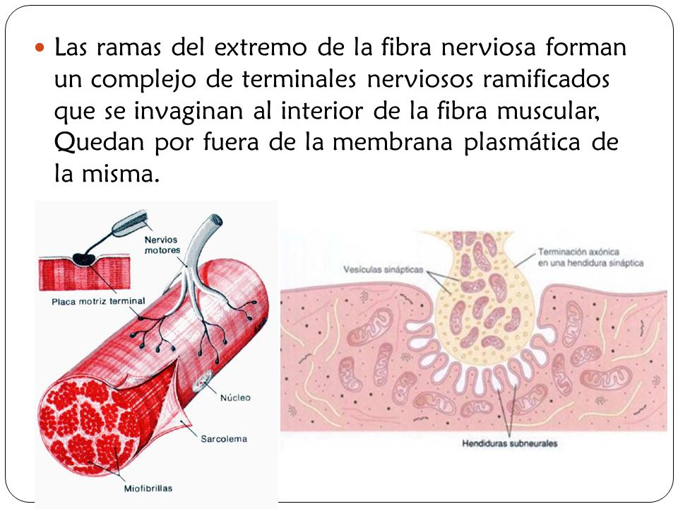 Las ramas del extremo de la fibra nerviosa forman un complejo de terminales nerviosos ramificados que se invaginan al interior de la fibra muscular, Quedan por fuera de la membrana plasmática de la misma.