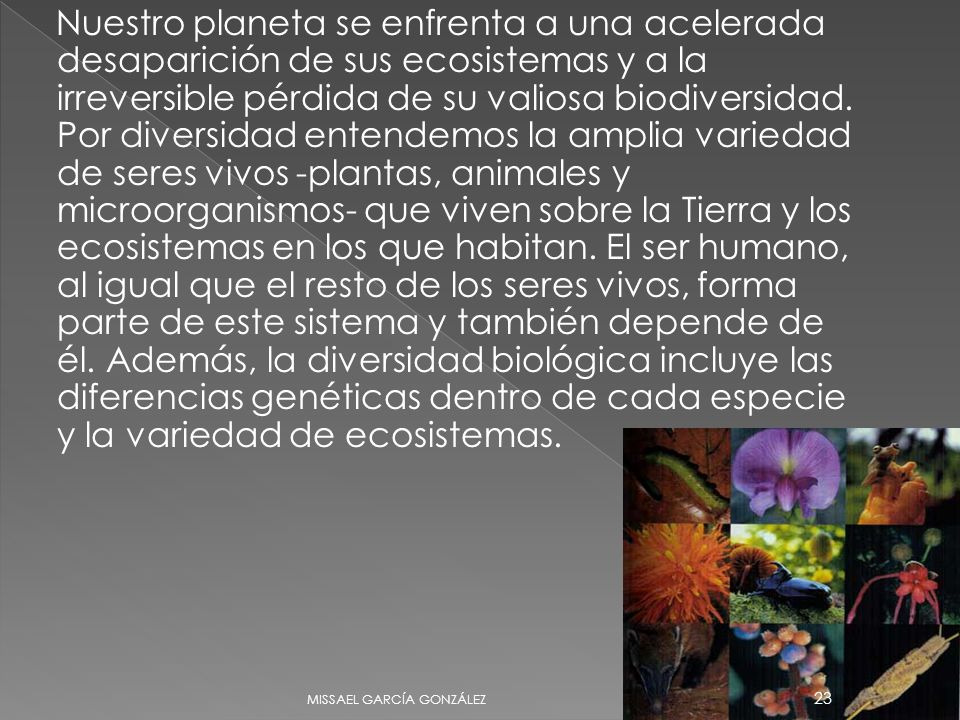Nuestro planeta se enfrenta a una acelerada desaparición de sus ecosistemas y a la irreversible pérdida de su valiosa biodiversidad. Por diversidad entendemos la amplia variedad de seres vivos -plantas, animales y microorganismos- que viven sobre la Tierra y los ecosistemas en los que habitan. El ser humano, al igual que el resto de los seres vivos, forma parte de este sistema y también depende de él. Además, la diversidad biológica incluye las diferencias genéticas dentro de cada especie y la variedad de ecosistemas.