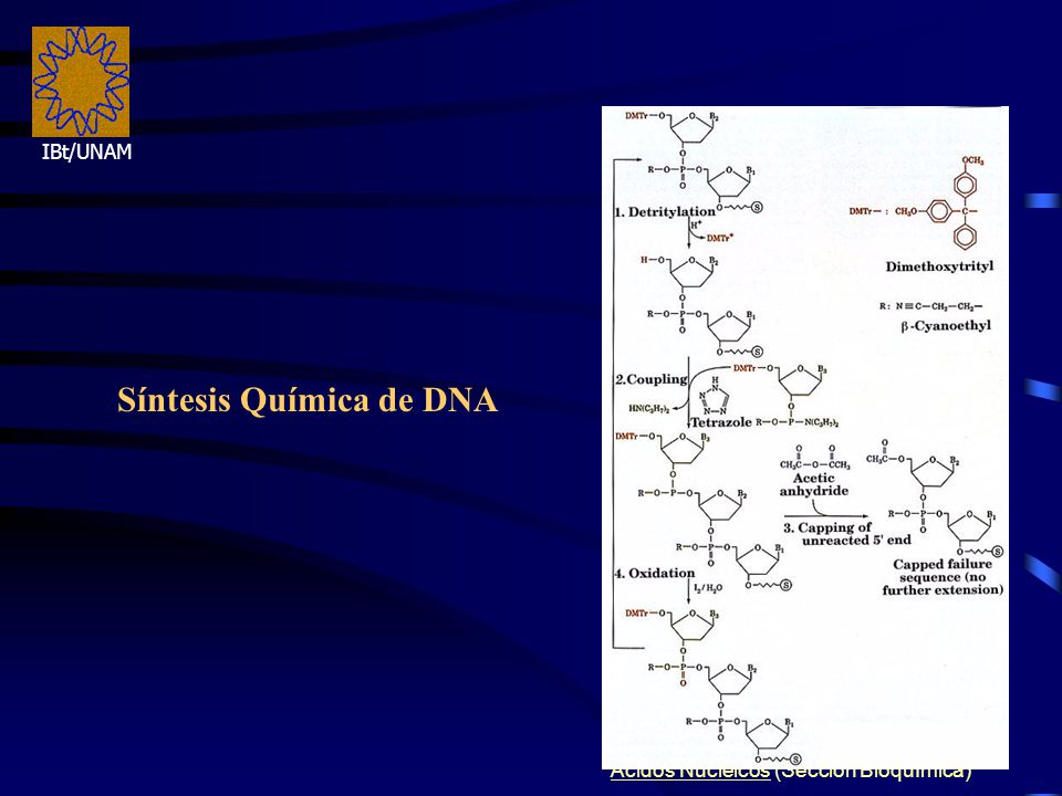 Acidos Nucleicos (Sección Bioquímica)