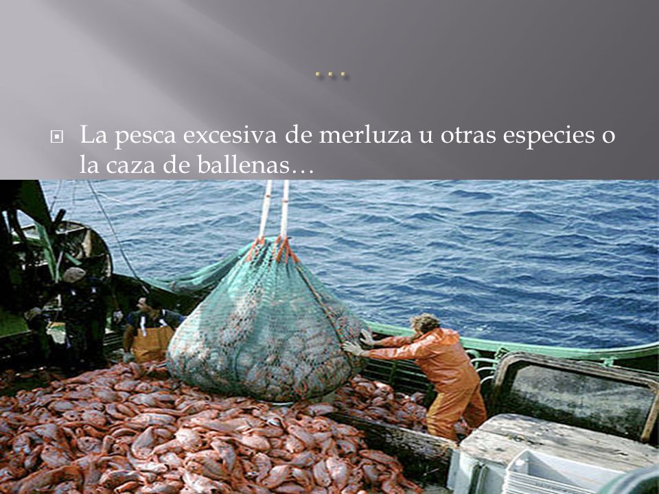 … La pesca excesiva de merluza u otras especies o la caza de ballenas…