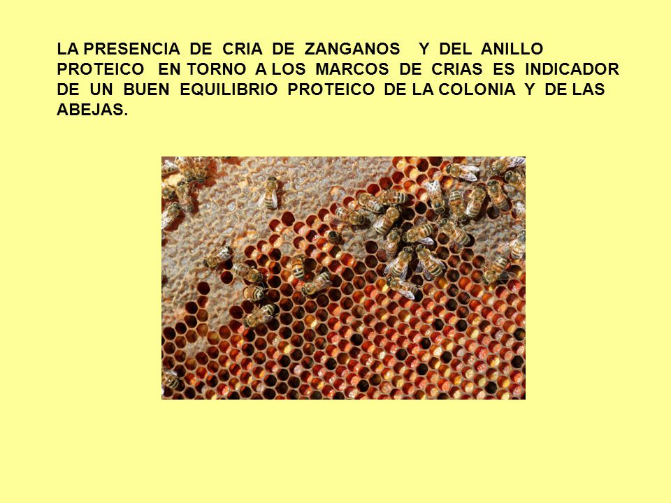 LA PRESENCIA DE CRIA DE ZANGANOS Y DEL ANILLO PROTEICO EN TORNO A LOS MARCOS DE CRIAS ES INDICADOR DE UN BUEN EQUILIBRIO PROTEICO DE LA COLONIA Y DE LAS ABEJAS.