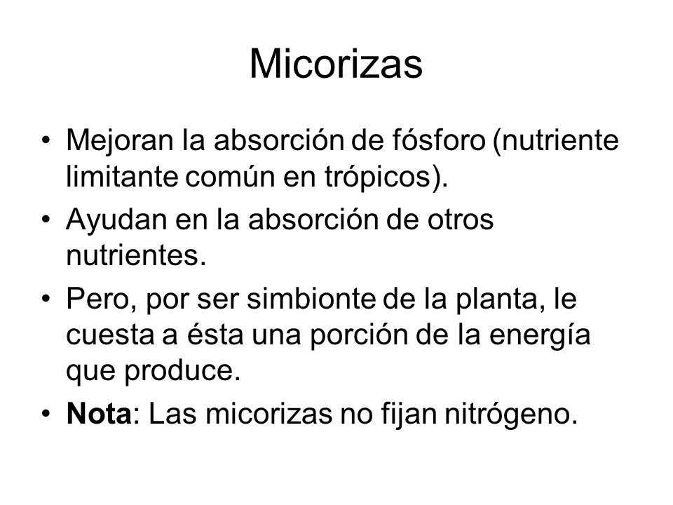 Micorizas Mejoran la absorción de fósforo (nutriente limitante común en trópicos). Ayudan en la absorción de otros nutrientes.