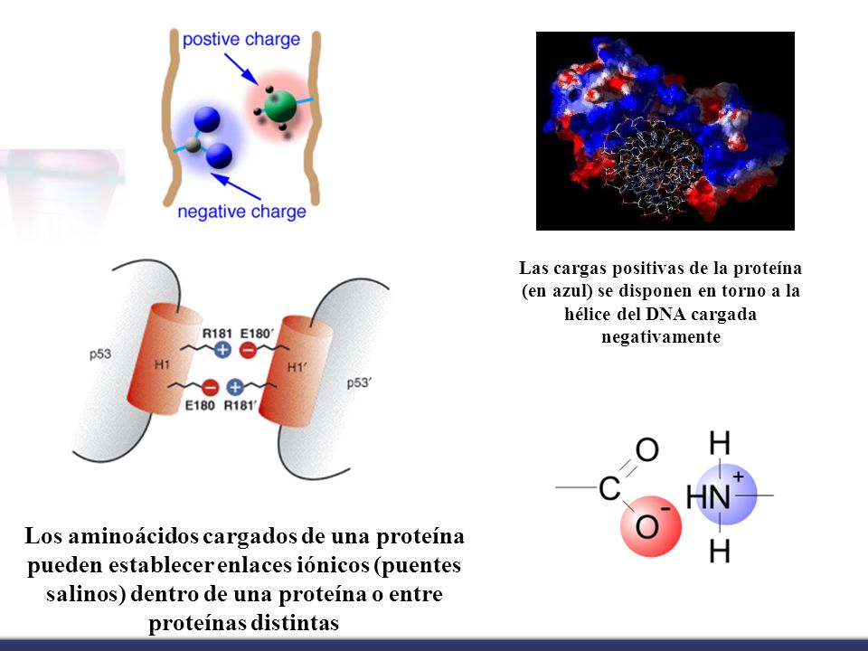 Las cargas positivas de la proteína (en azul) se disponen en torno a la hélice del DNA cargada negativamente