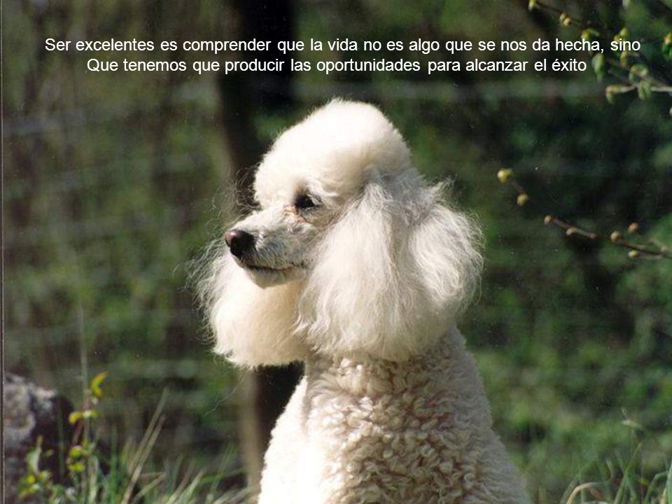 Ser excelentes es comprender que la vida no es algo que se nos da hecha, sino