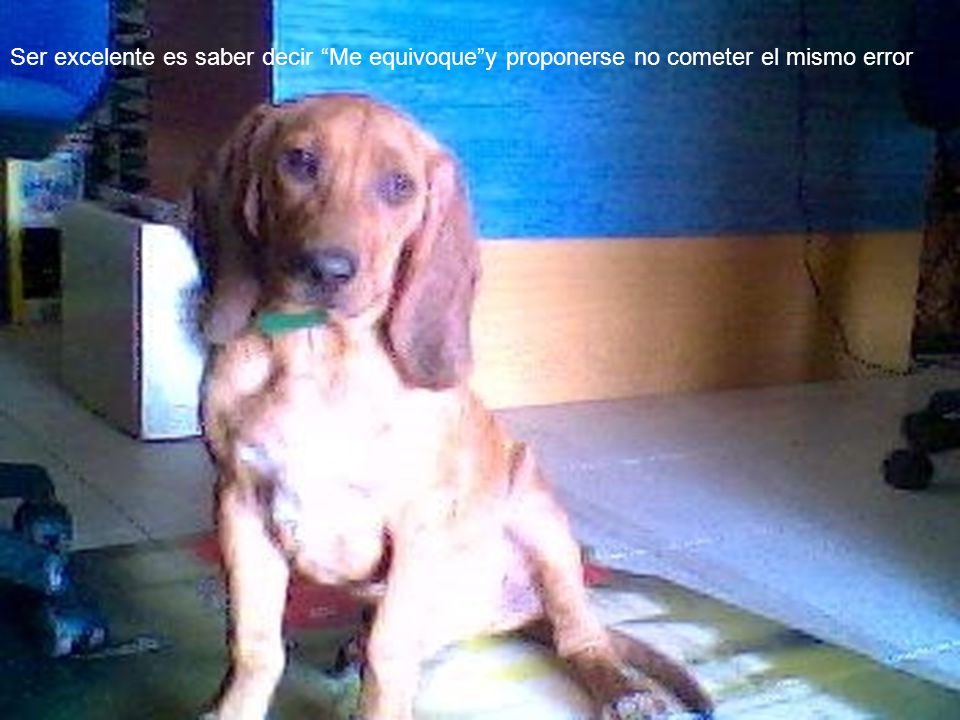 Ser excelente es saber decir Me equivoque y proponerse no cometer el mismo error