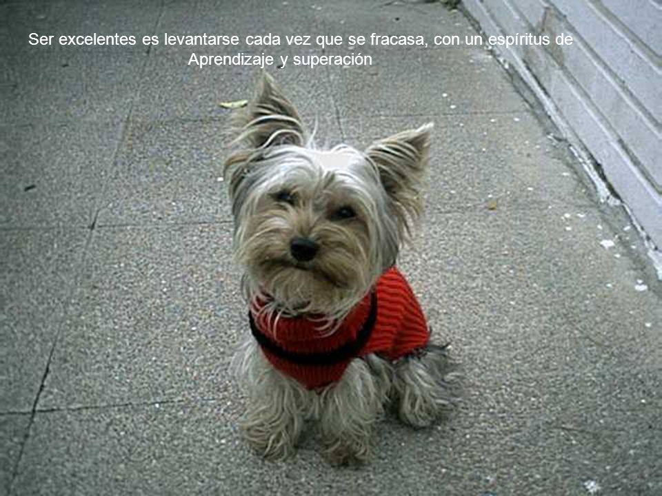 Ser excelentes es levantarse cada vez que se fracasa, con un espíritus de