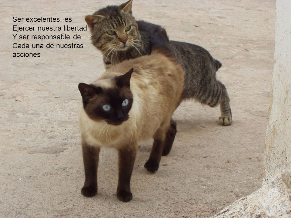 Ser excelentes, es Ejercer nuestra libertad Y ser responsable de Cada una de nuestras acciones