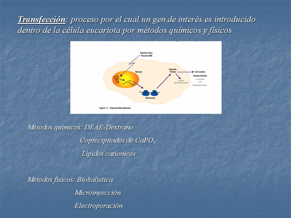 Transfección: proceso por el cual un gen de interés es introducido dentro de la célula eucariota por métodos químicos y físicos