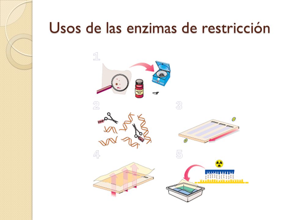 Usos de las enzimas de restricción