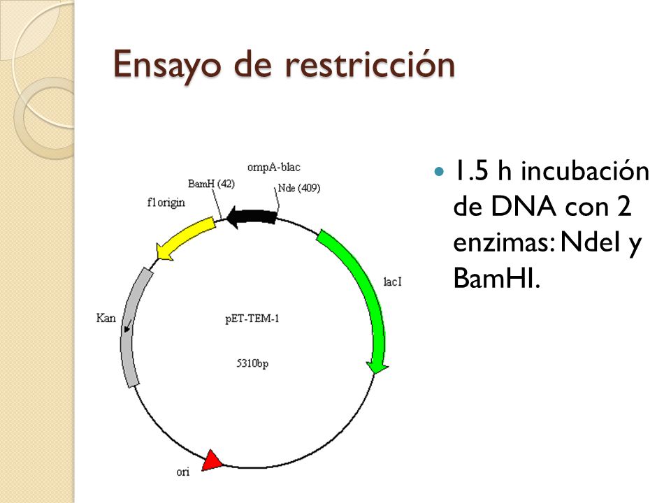 Ensayo de restricción 1.5 h incubación de DNA con 2 enzimas: NdeI y BamHI.