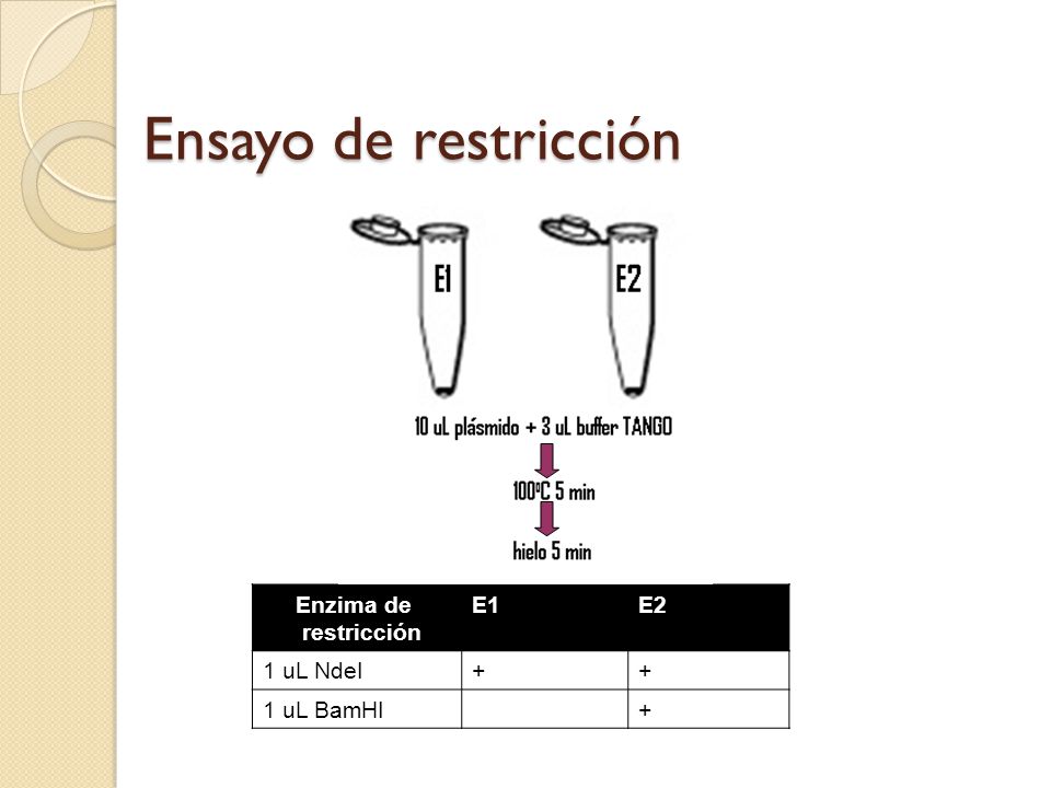 Ensayo de restricción Enzima de restricción E1 E2 1 uL NdeI +
