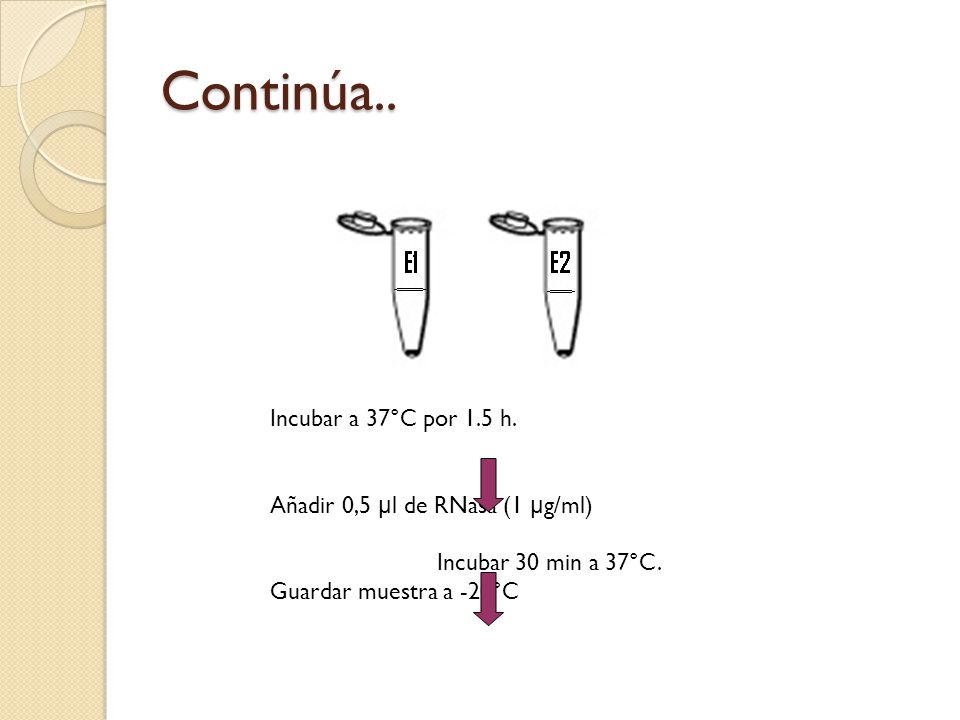 Continúa.. Incubar a 37°C por 1.5 h. Añadir 0,5 μl de RNasa (1 μg/ml)