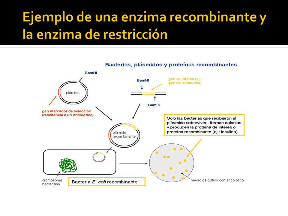 Ejemplo de una enzima recombinante y la enzima de restricción