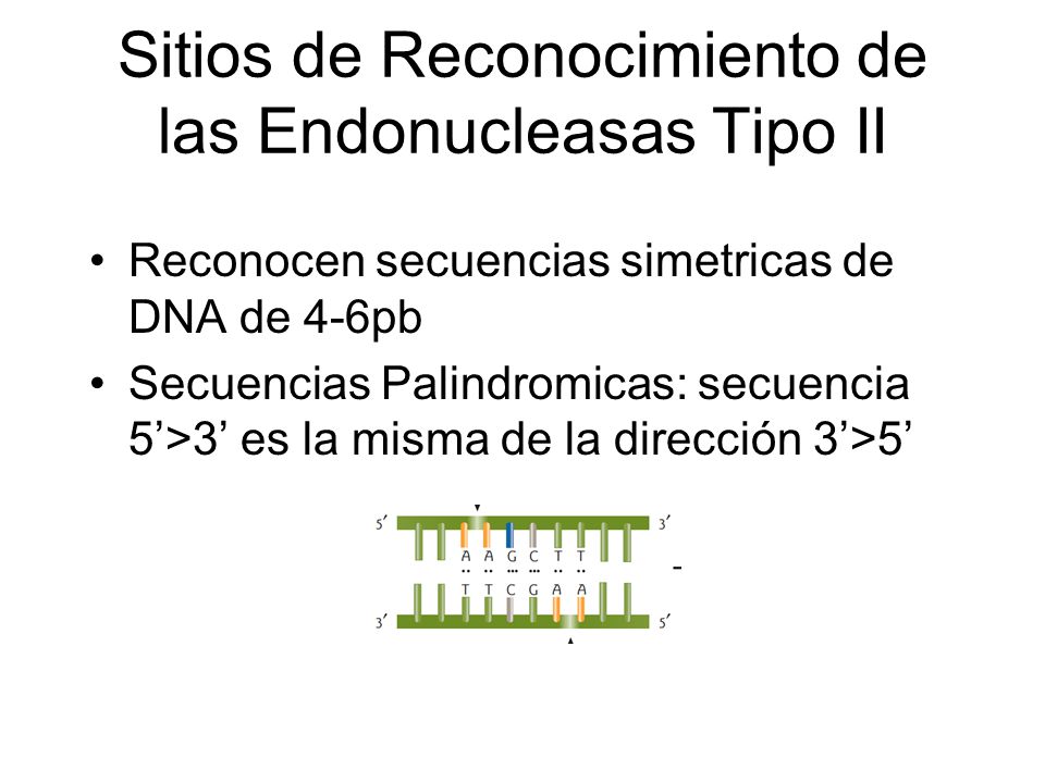 Sitios de Reconocimiento de las Endonucleasas Tipo II