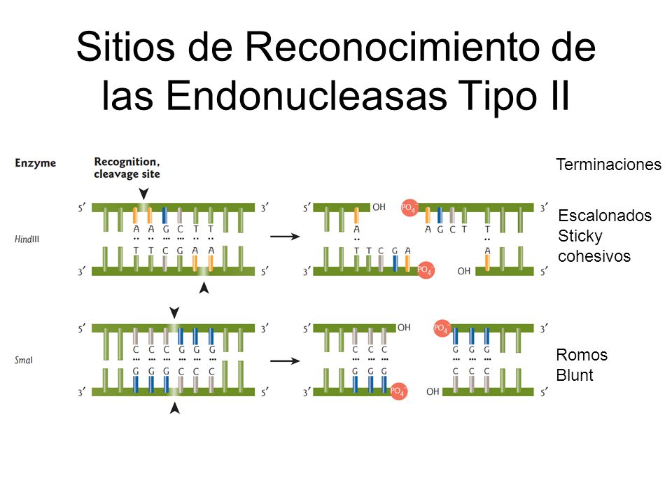 Sitios de Reconocimiento de las Endonucleasas Tipo II