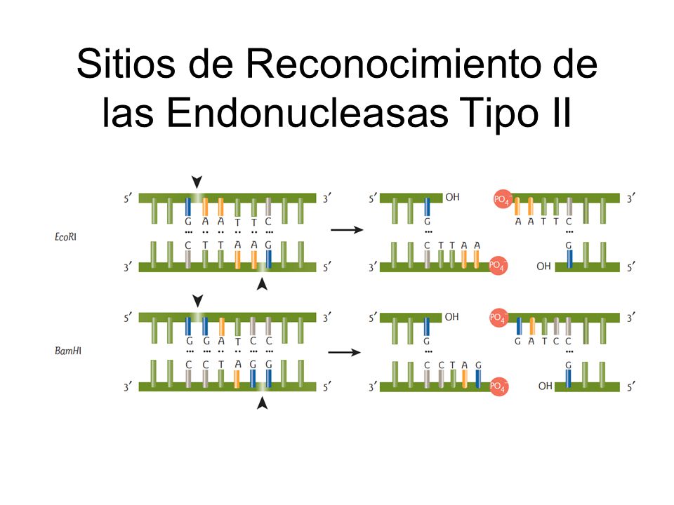 Sitios de Reconocimiento de las Endonucleasas Tipo II