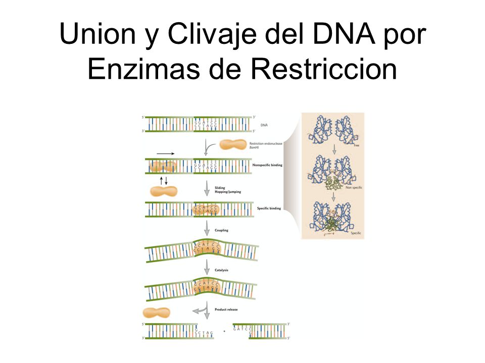 Union y Clivaje del DNA por Enzimas de Restriccion