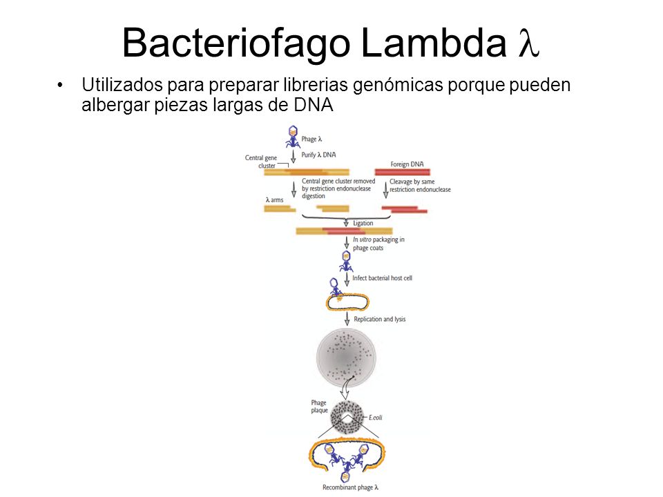 Bacteriofago Lambda  Utilizados para preparar librerias genómicas porque pueden albergar piezas largas de DNA.