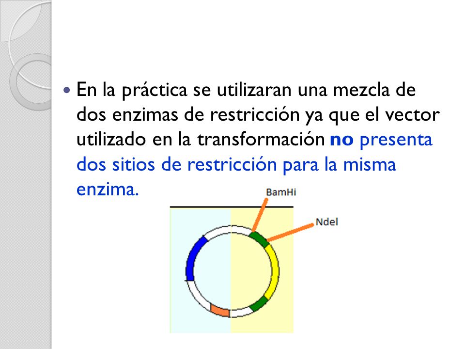 En la práctica se utilizaran una mezcla de dos enzimas de restricción ya que el vector utilizado en la transformación no presenta dos sitios de restricción para la misma enzima.