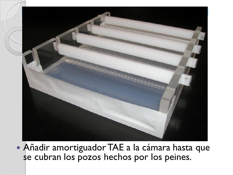 Añadir amortiguador TAE a la cámara hasta que se cubran los pozos hechos por los peines.