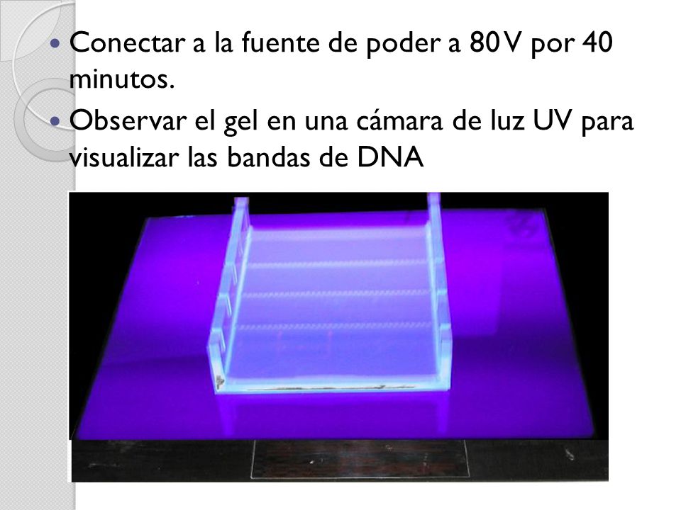 Conectar a la fuente de poder a 80 V por 40 minutos.